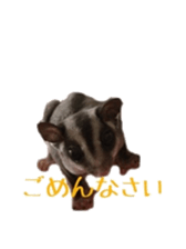 sugarglider sticker #14881490