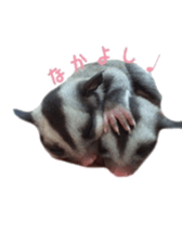 sugarglider sticker #14881491