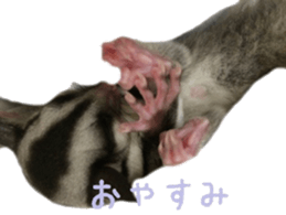 sugarglider sticker #14881492