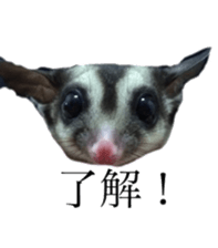 sugarglider sticker #14881493