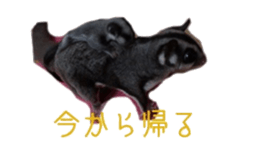 sugarglider sticker #14881494