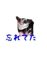 sugarglider sticker #14881495