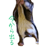sugarglider sticker #14881496
