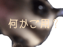 sugarglider sticker #14881497