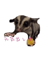 sugarglider sticker #14881498
