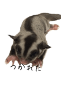 sugarglider sticker #14881499
