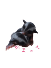 sugarglider sticker #14881500