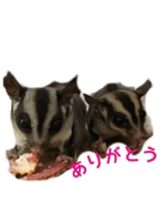 sugarglider sticker #14881501