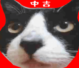 sticker japan cat&gin Photo version 7 sticker #14881566