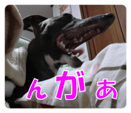 Sign Dog Ral 2 sticker #14883363