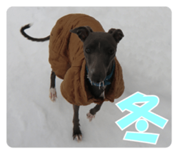 Sign Dog Ral 2 sticker #14883365