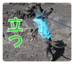 Sign Dog Ral 2 sticker #14883366