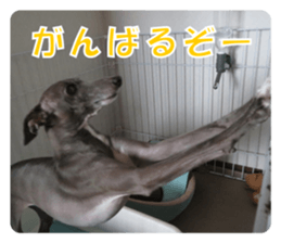 Sign Dog Ral 2 sticker #14883367