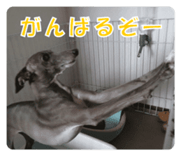 Sign Dog Ral 2 sticker #14883367