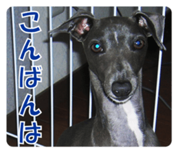 Sign Dog Ral 2 sticker #14883368