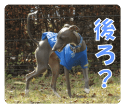 Sign Dog Ral 2 sticker #14883370