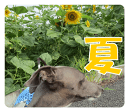 Sign Dog Ral 2 sticker #14883371