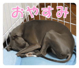 Sign Dog Ral 2 sticker #14883372