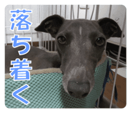 Sign Dog Ral 2 sticker #14883373