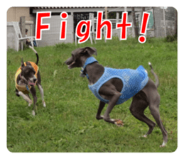 Sign Dog Ral 2 sticker #14883374