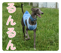 Sign Dog Ral 2 sticker #14883375