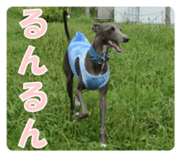 Sign Dog Ral 2 sticker #14883375