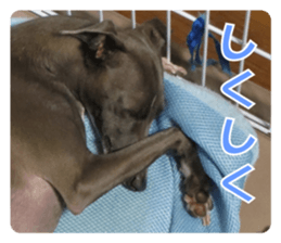 Sign Dog Ral 2 sticker #14883376