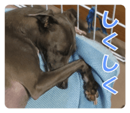 Sign Dog Ral 2 sticker #14883376