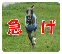 Sign Dog Ral 2 sticker #14883377