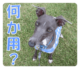 Sign Dog Ral 2 sticker #14883378