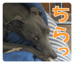 Sign Dog Ral 2 sticker #14883381