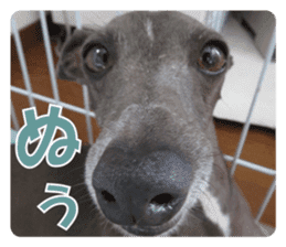 Sign Dog Ral 2 sticker #14883382