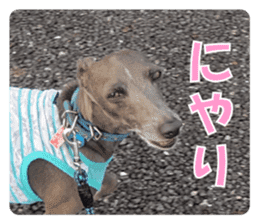 Sign Dog Ral 2 sticker #14883383