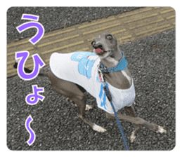 Sign Dog Ral 2 sticker #14883384