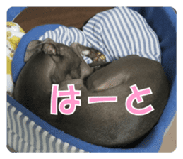 Sign Dog Ral 2 sticker #14883385