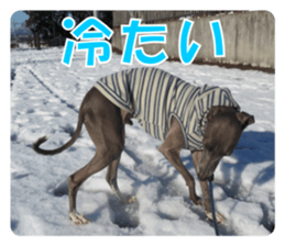 Sign Dog Ral 2 sticker #14883386