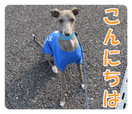 Sign Dog Ral 2 sticker #14883389