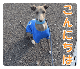 Sign Dog Ral 2 sticker #14883389