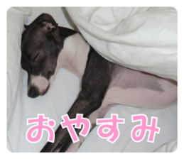 Sub Sign Dog Fia 2 sticker #14883574