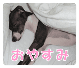 Sub Sign Dog Fia 2 sticker #14883574