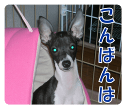 Sub Sign Dog Fia 2 sticker #14883577