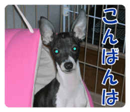 Sub Sign Dog Fia 2 sticker #14883577