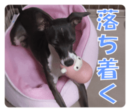 Sub Sign Dog Fia 2 sticker #14883578