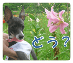 Sub Sign Dog Fia 2 sticker #14883579