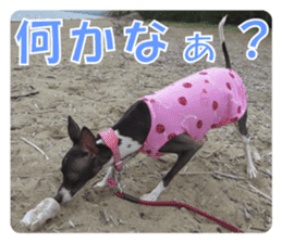 Sub Sign Dog Fia 2 sticker #14883580