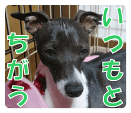 Sub Sign Dog Fia 2 sticker #14883582