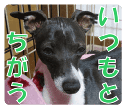 Sub Sign Dog Fia 2 sticker #14883582