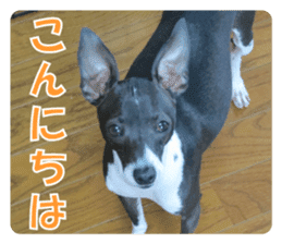 Sub Sign Dog Fia 2 sticker #14883583