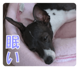 Sub Sign Dog Fia 2 sticker #14883584