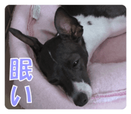 Sub Sign Dog Fia 2 sticker #14883584